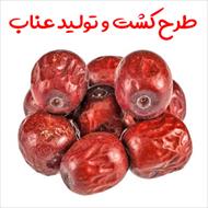 طرح کشت و تولید عناب